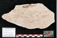Foto (Objekt + Etikett) von Hypnum sagorianum Ettingshausen (NHMW-GEO-2024-0188-6739)